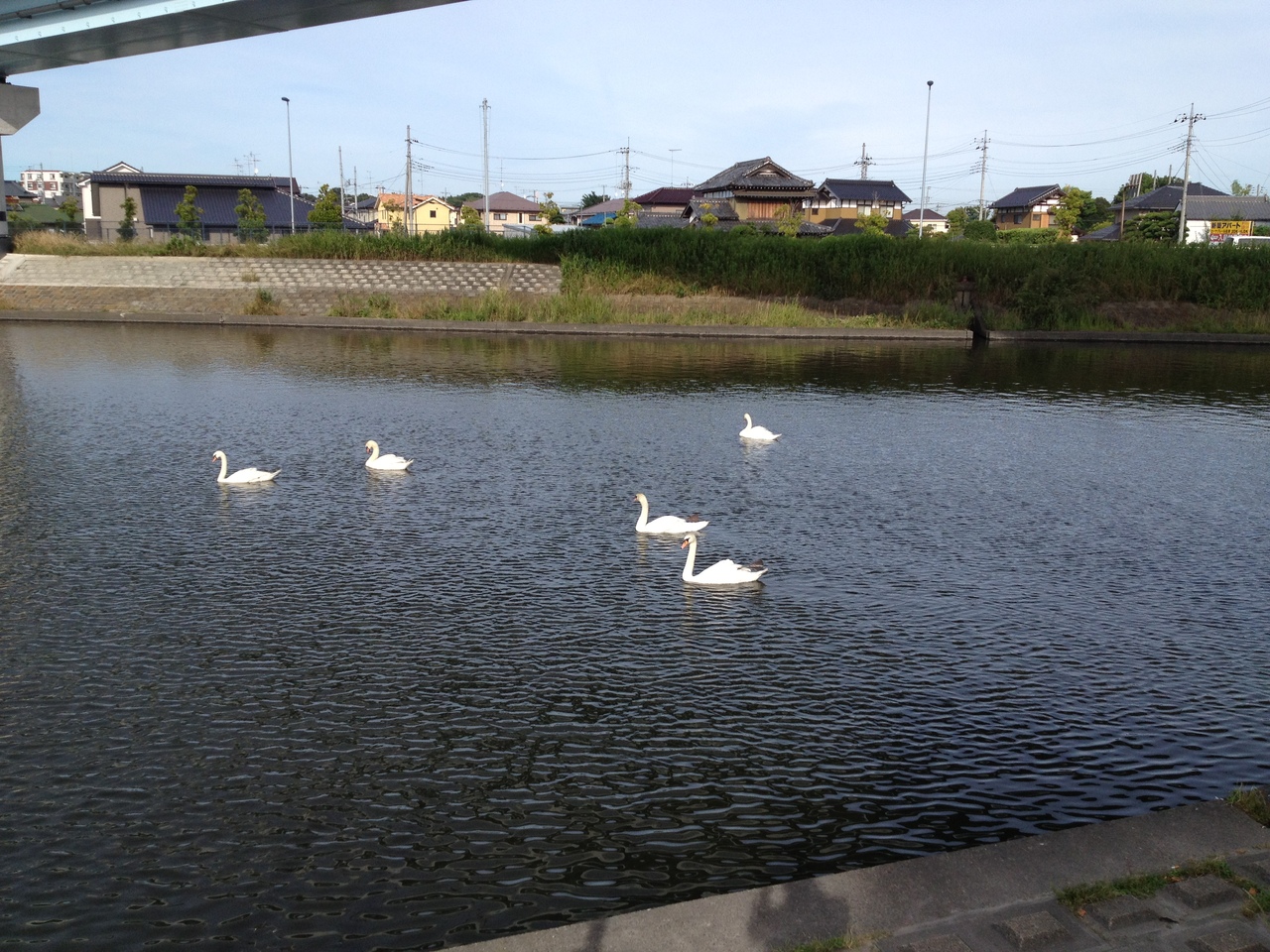 pond